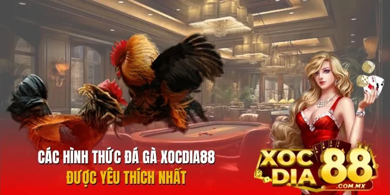 Đá gà Xocdia88 cung cấp đa dạng hình thức đặt cược cho anh em lựa chọn Đá gà Xocdia88 cung cấp đa dạng hình thức đặt cược cho anh em lựa chọn