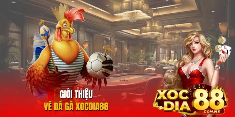Tổng quan về đá gà tại Xocdia88 Tổng quan về đá gà tại Xocdia88